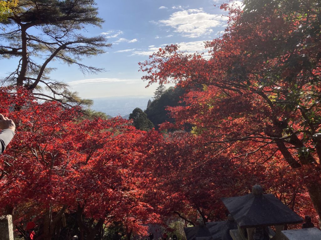 丹沢・大山の紅葉。