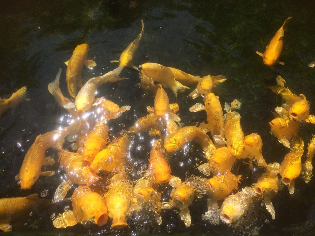 山梨・昇仙峡、黄金の鯉の池。